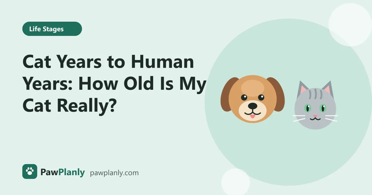 Illustration of a cartoon dog and cat side by side for the PawPlanly guide: Cat Years to Human Years: How Old Is My Cat Really?