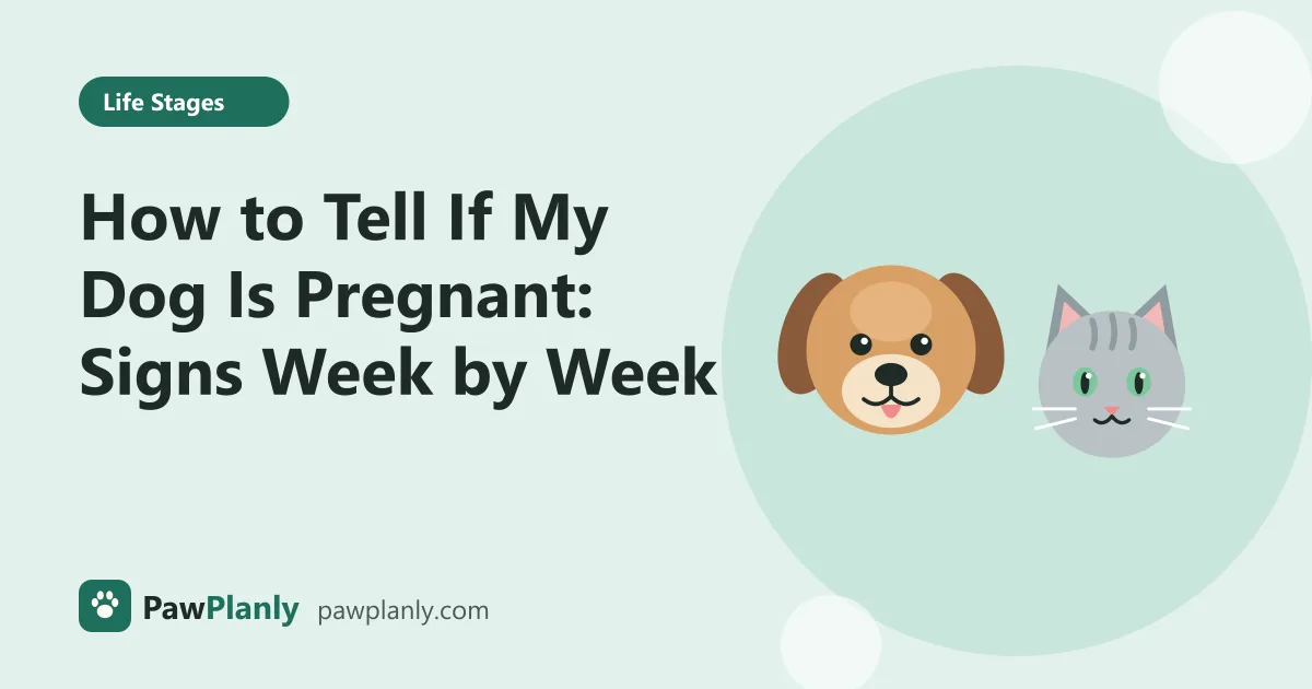 Illustration of a cartoon dog and cat side by side for the PawPlanly guide: How to Tell If My Dog Is Pregnant: Signs Week by Week